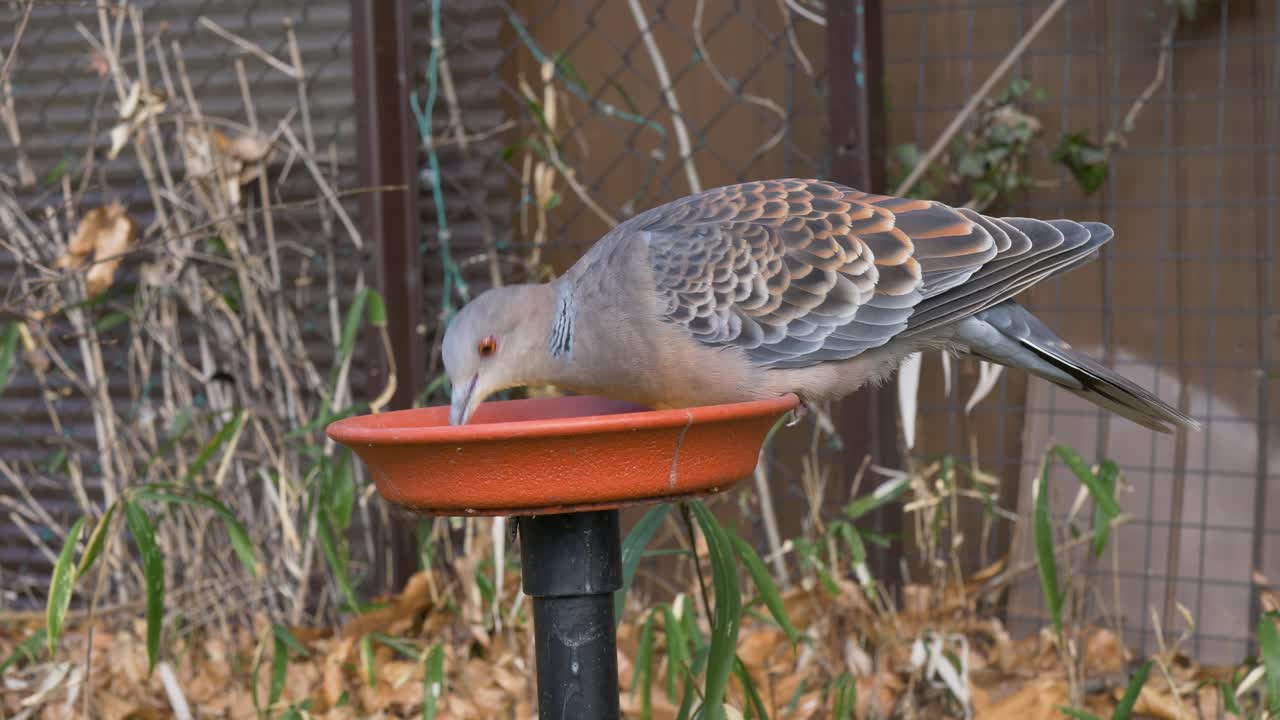 Slow motion close-up of an oriental turtle dove bird animal species perched and eating from a feeding bowl plate in the rural town streets of Arashiyama Kyoto Ukyo Ward in Japan Asia nature wildlife