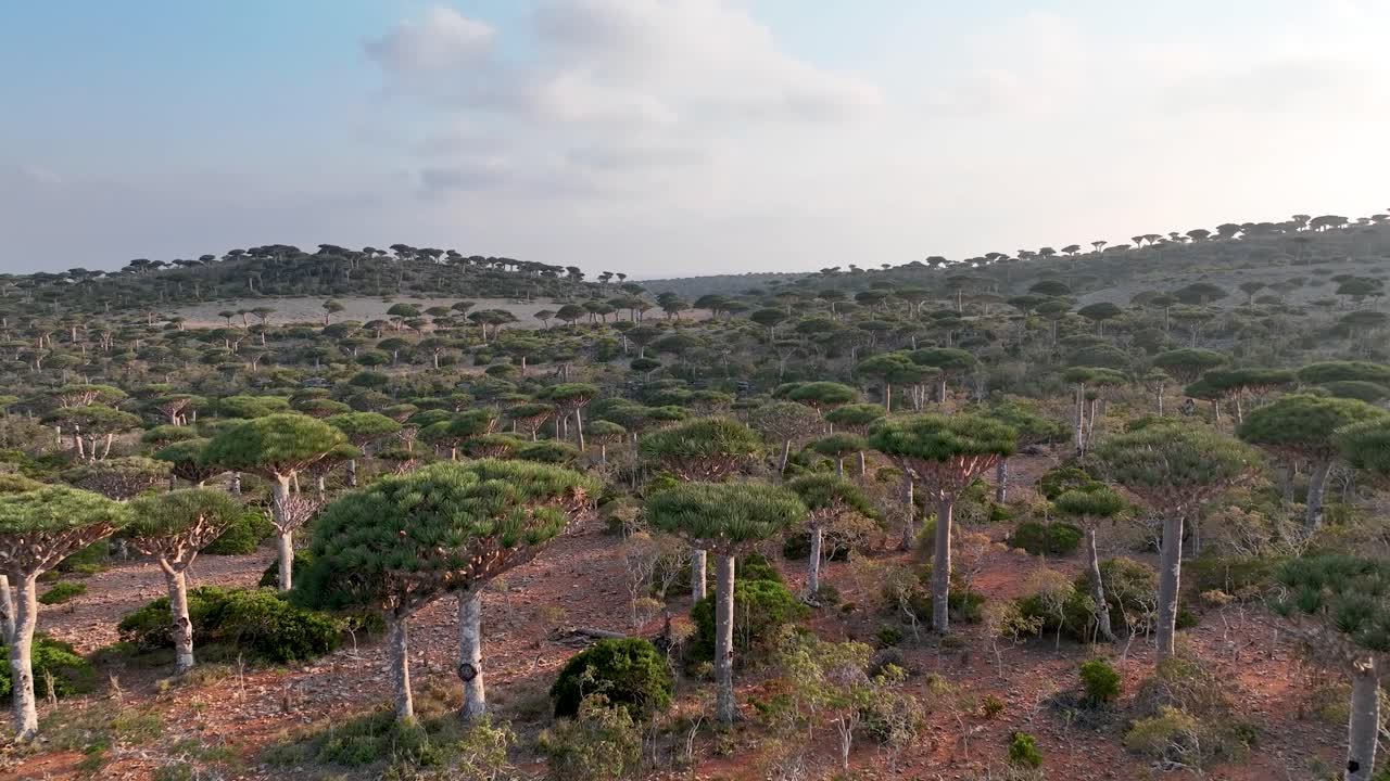bosque de árboles de sangre de dragón en firmhin, socotra, yemen