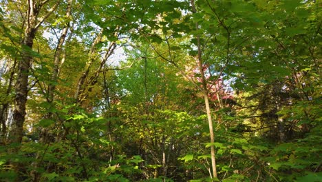 Waldbäume-Im-Herbstlaub