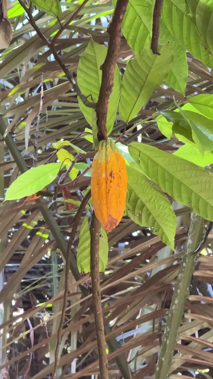 Ripe Yellow Cacao Pod Hanging on Tree