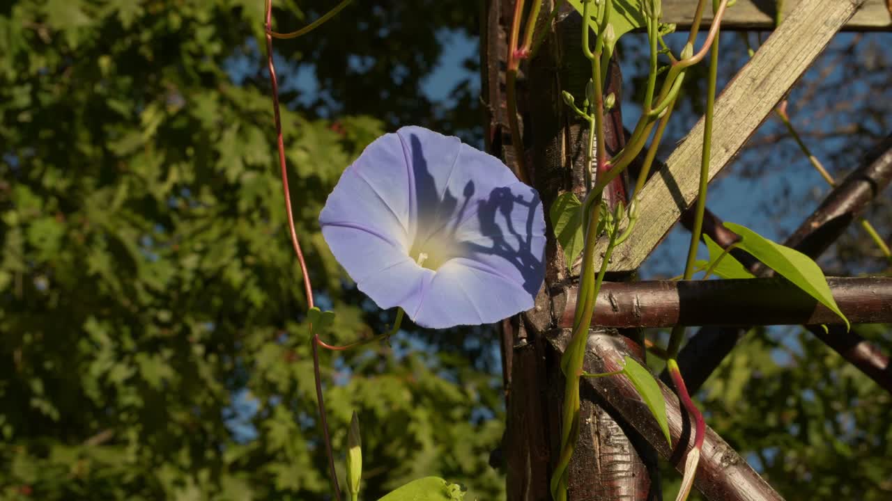 Praktvindelblomst klatrer på et tre espalier i Limoges som en del av et hageanlegg for et seminarsted. Halvnært bilde.