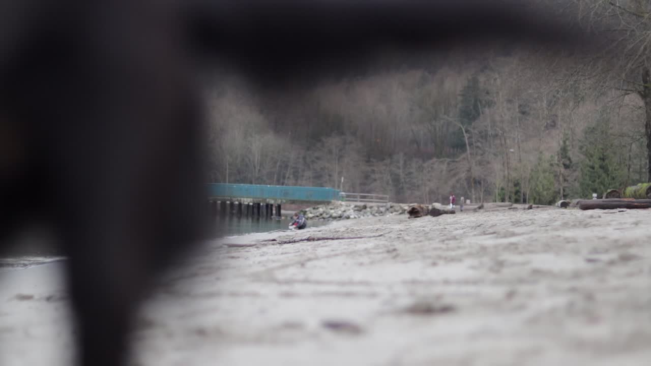 캐나다 bc주 버나비에 있는 태평양 옆의 모래사장에서 뛰어다니며 놀고 있는 파란색 하네스를 입은 작은 검은 개의 다양한 사진