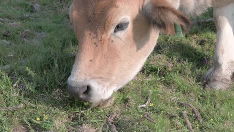 primer plano de una vaca marrón comiendo hierba
