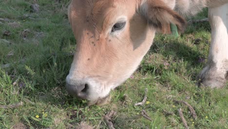 close-up of a brown cow eating grass