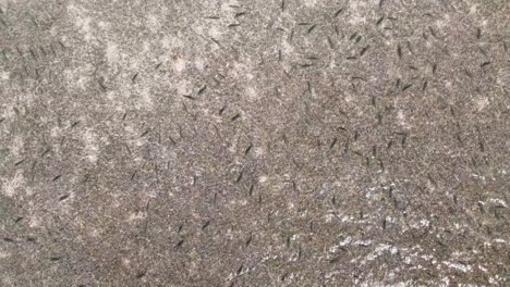 school of strong bonefish sit patiently in shallow water as wind blows over water surface reflecting sun, aerial rising