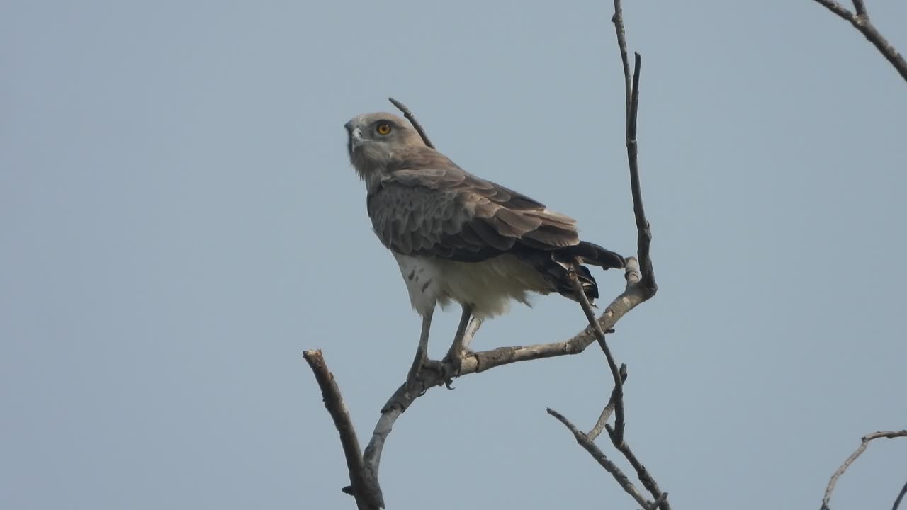 ojos de águila - padres