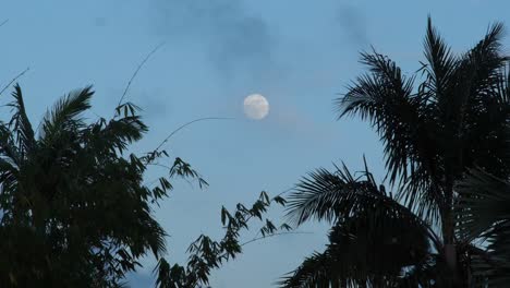 luna llena centrada en el marco con palmeras que rodean la luna