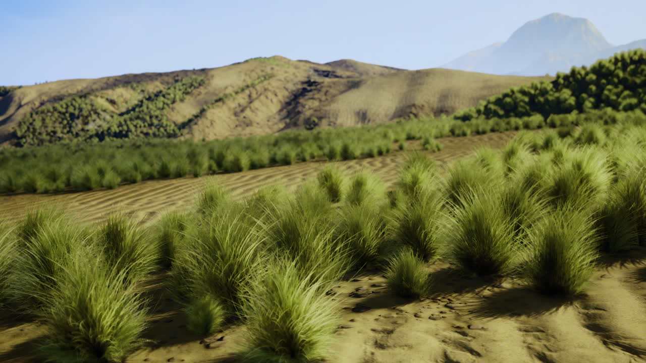 Vast landscape with grass and distant mountains at midday