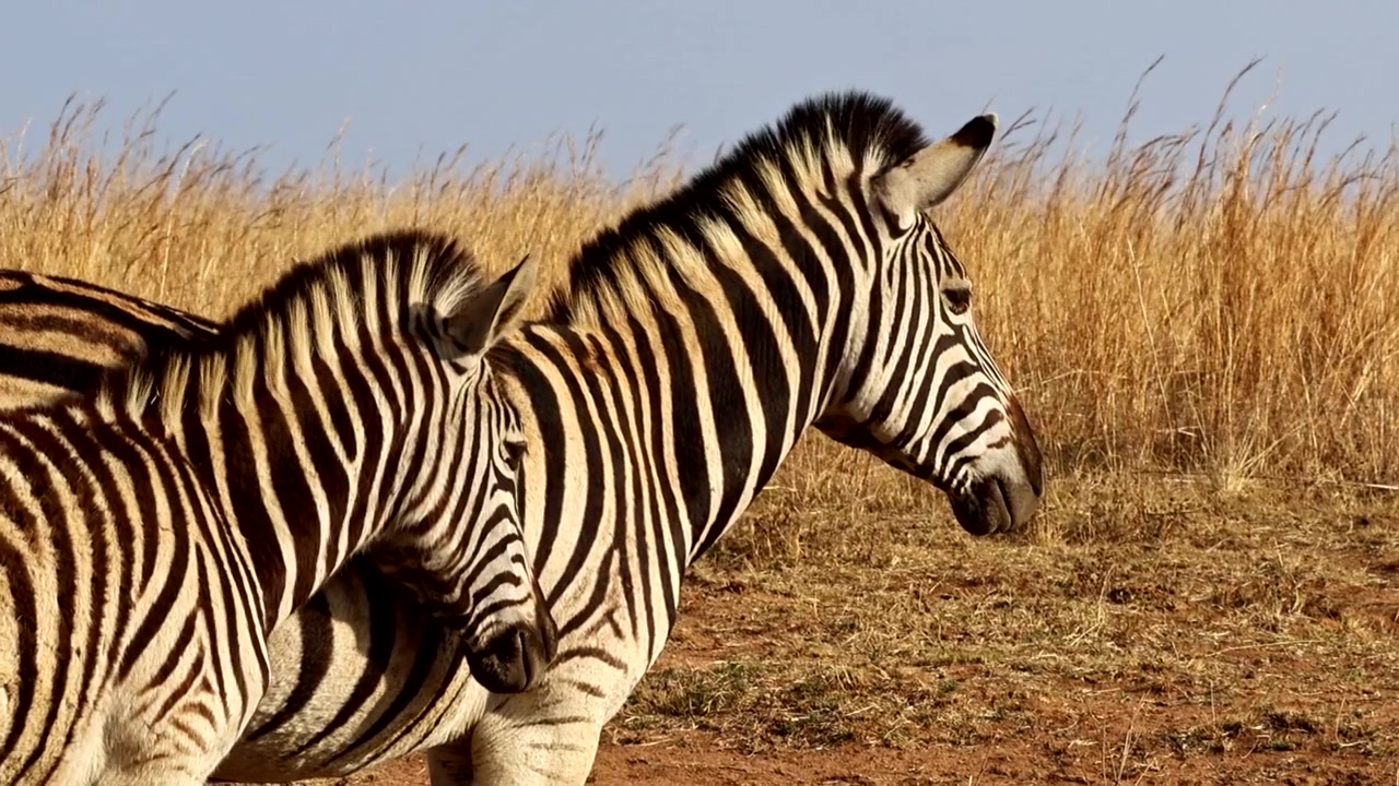 Zebrafugl putter sig ind til mor, mens de står på en tør mark ved solnedgang, telefoto-profil.