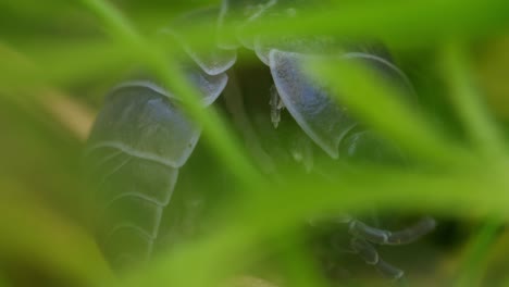 A-common-pill-bug-cleaning-itself-in-a-macro-closeup-shot-in-garden,-hidden-by-blades-of-grass