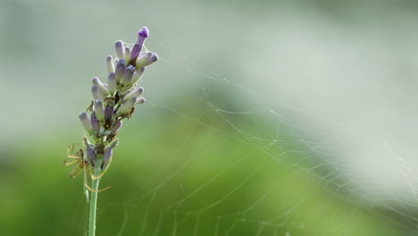 una araña sobre una flor y su telaraña extendida con anticipación