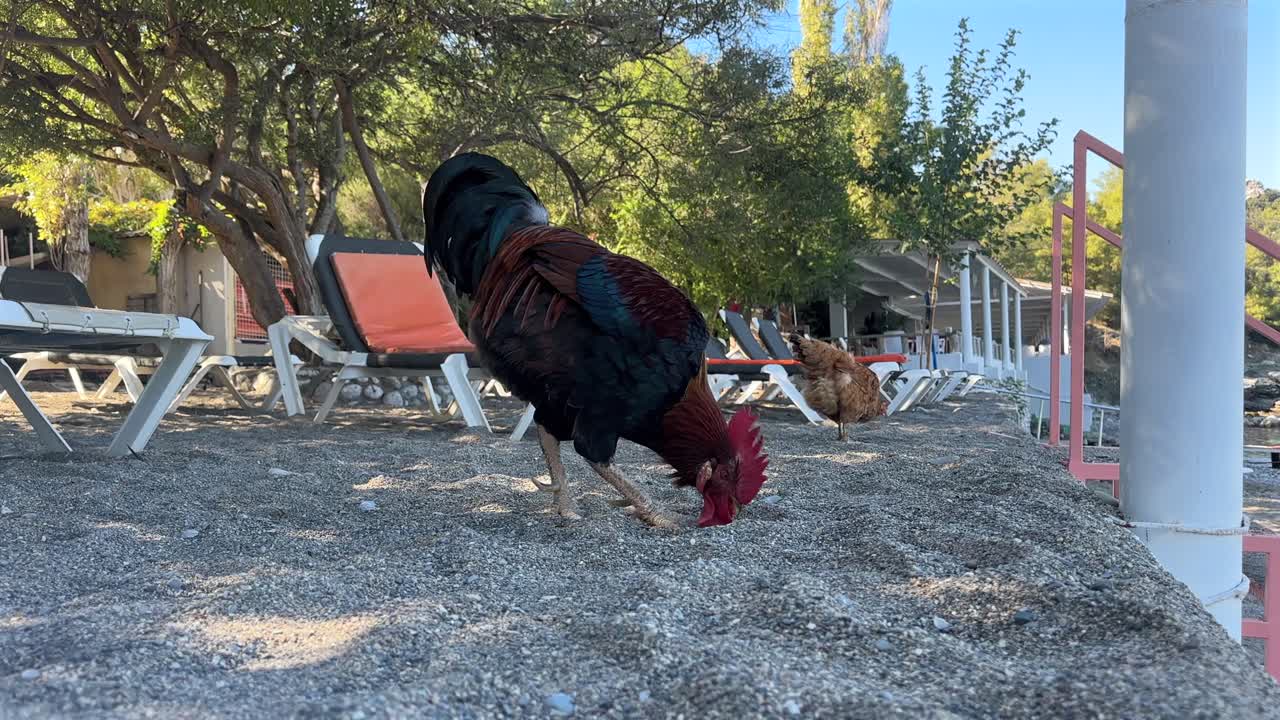 A beautiful majestic rooster with a red cockscomb is feeding himself by the beach, behind him there is a brown chicken, some beach beds and trees behind both. Beautiful sunny day with blue skies.