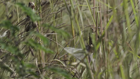 four locusts feeding on grass and climbing around on blades of grass, medium close shot