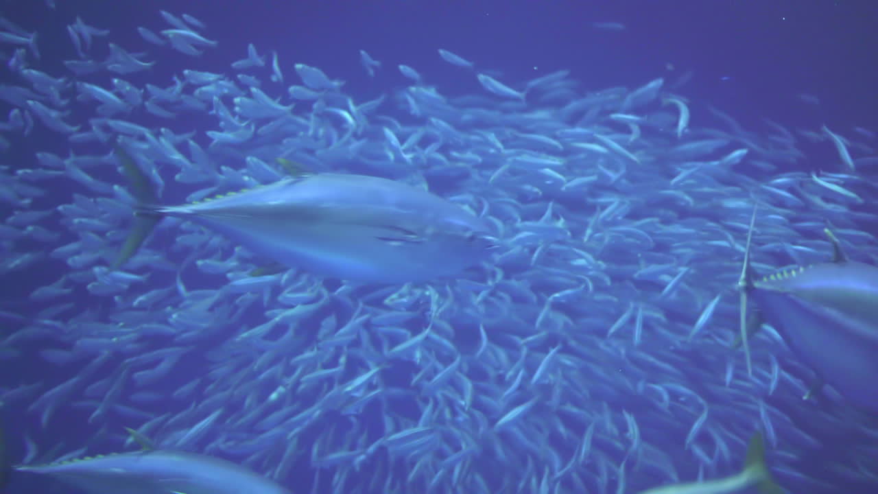 Pacific Bonito Shoal in Frenzy While Bluefin Tuna Swim Past