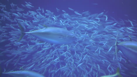 pacific bonito shoal in frenzy while bluefin tuna swim past