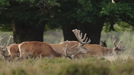 group of wild red deers grazing in woodland of netherlands, europe