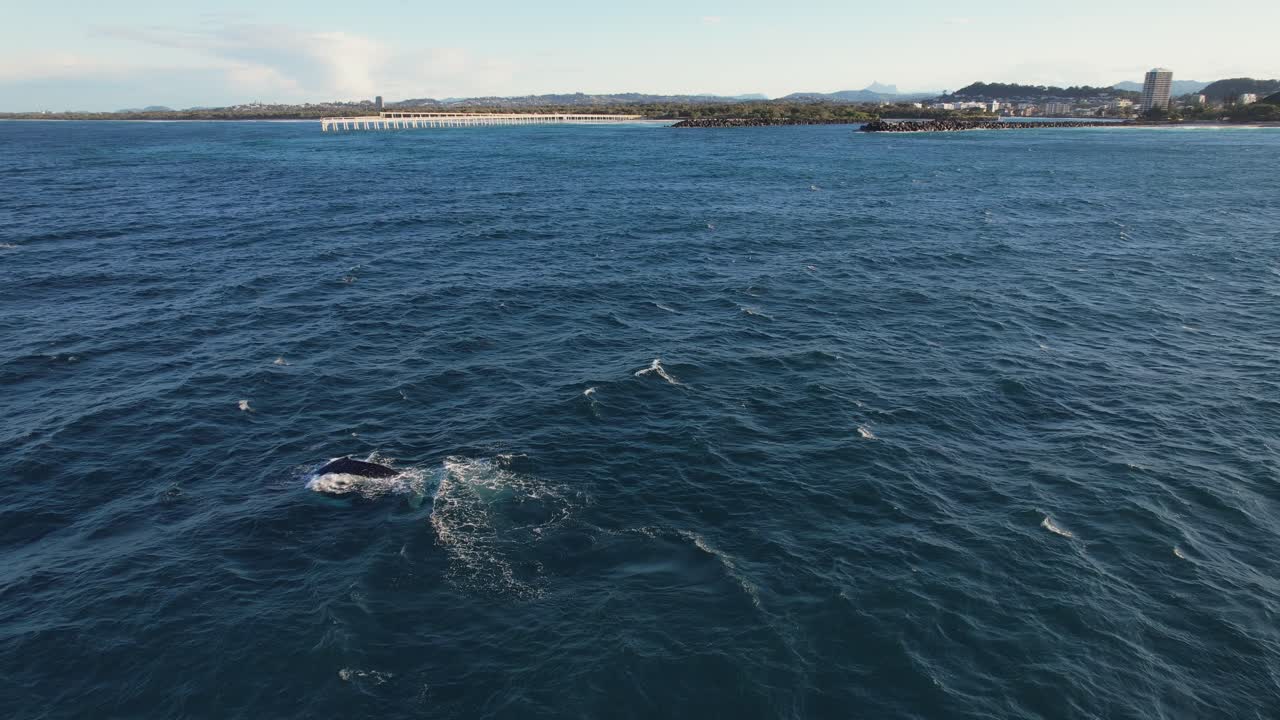 Humpback Whales And Bottlenose Dolphins In The Ocean In Gold Coast, Australia - Drone Shot