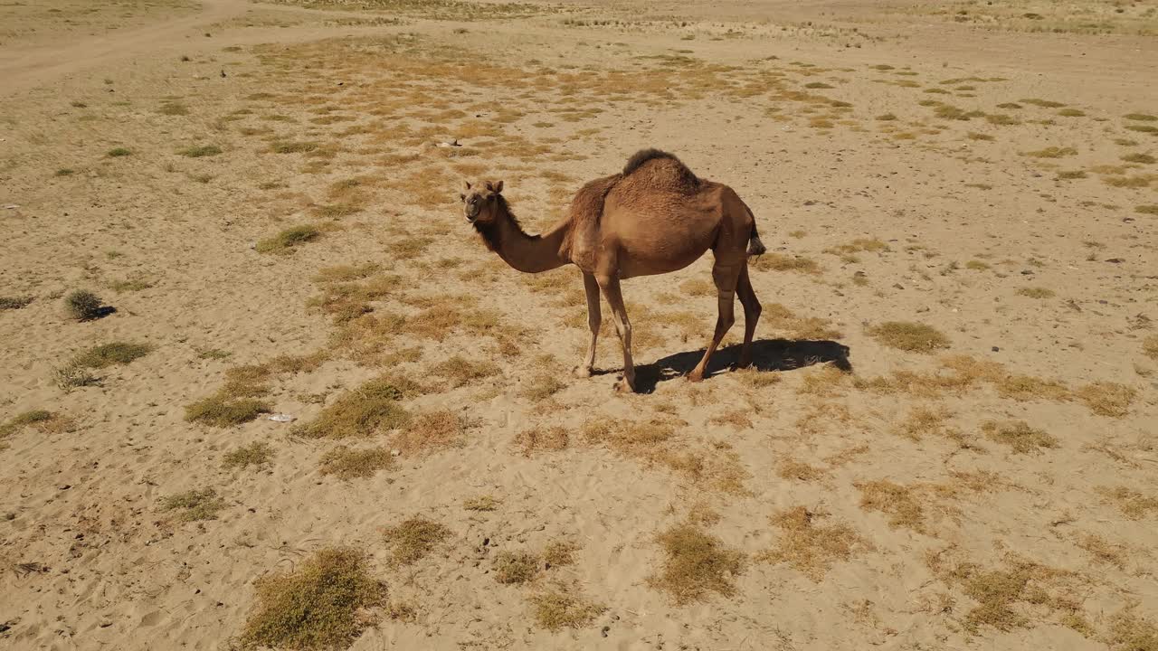 Camel looking directly towards camera in desert close up
