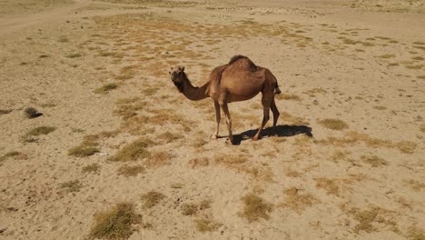 camello mirando directamente hacia la cámara en el desierto de cerca