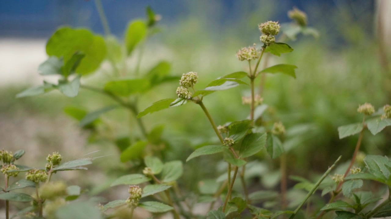 Close-up of green wild plant with small white flower clusters growing among lush foliage, showing delicate blooms, slender stems, fresh leaves, and natural vegetation