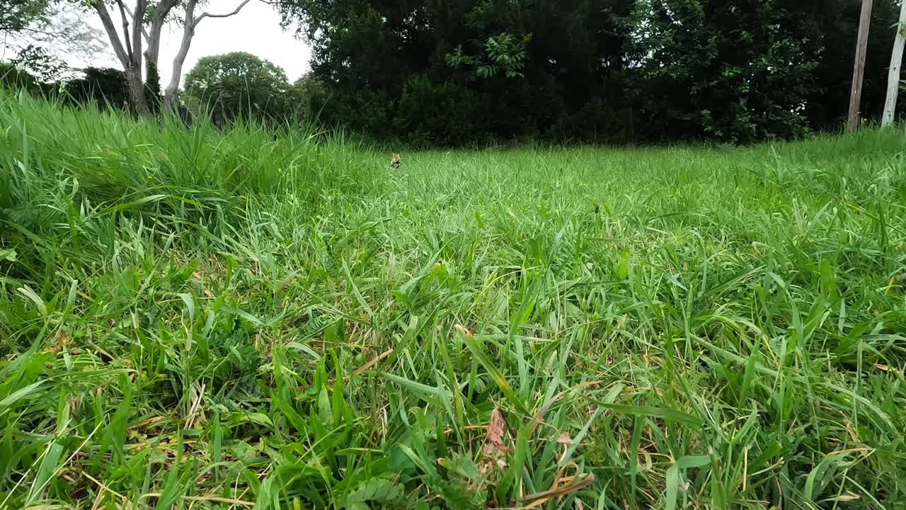 Criceto europeo che sbircia sopra l'erba alta in un prato, attento e cauto, poi si abbassa lentamente per nascondersi nella fitta vegetazione; ampia scena di fauna selvatica naturale all'aperto