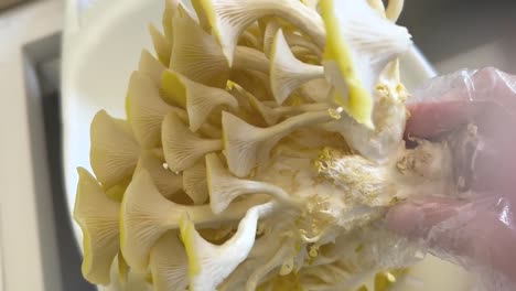 Fresh-Organic-Golden-Oyster-Mushrooms
