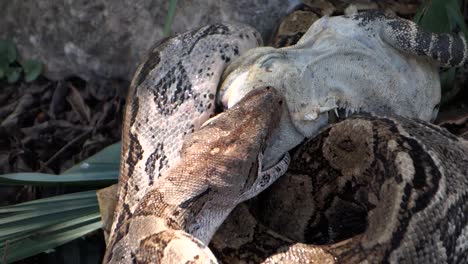 Extreme-Nahaufnahme-Einer-Python,-Die-Einen-Ganzen-Leguan-Isst