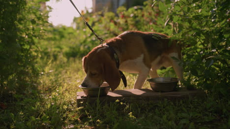 dog on leash eating from metal bowl placed on wooden plank in lush outdoor garden under warm sunlight, with another empty bowl nearby, surrounded by vibrant greenery