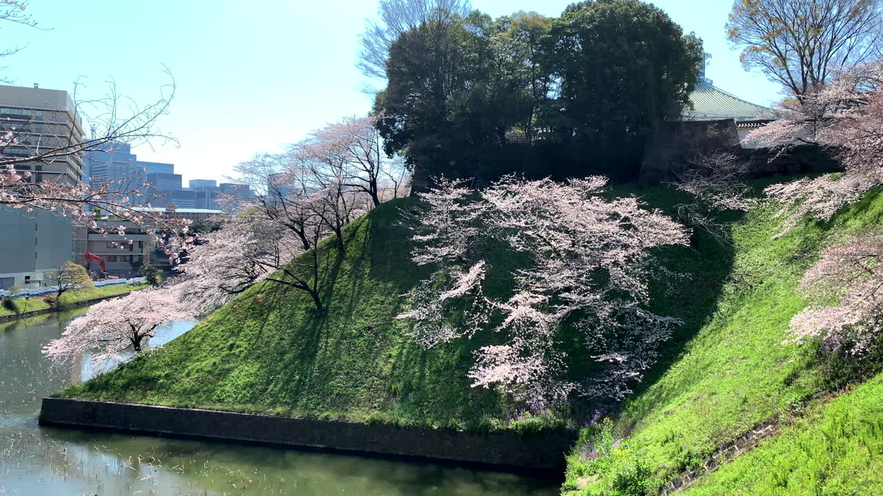 una panorámica del foso del parque chidorigafuchi con flor de cerezo