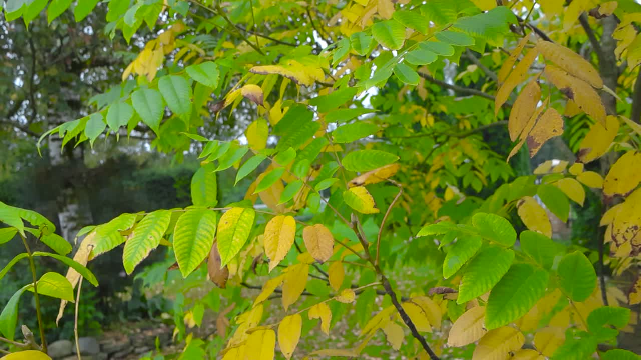 Yellow and green autumn tree leaves being moved by wind in slow motion during day time while its cloudy in a garden. Warm weather. Leaves are in focus and background is blurred or blurry.