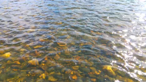 rocky river bottom on a sunny day 4k