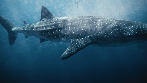 hipnotizantes partículas de burbujas de aire flotan en el agua a través de la natación del tiburón ballena