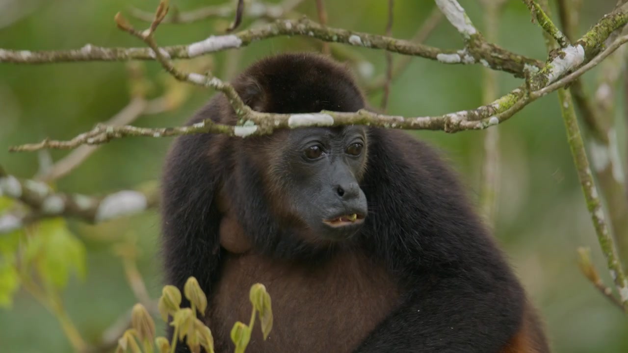 Scimmia urlatrice femmina (Alouatta palliata) che si nutre di foglie tenere in alto nella foresta tropicale secca.