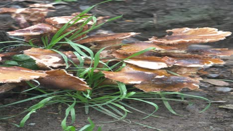 cluster of mushrooms in grass