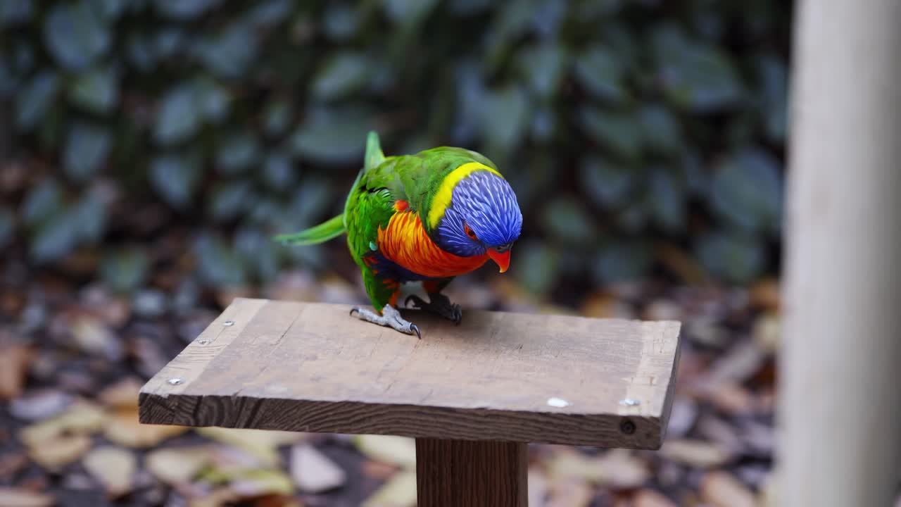 Colorful parrot with vibrant plumage is curiously pecking at a wooden perch, showcasing its playful behavior and interaction with the environment in a lively scene