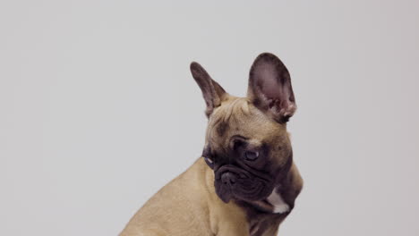 cute pet french bulldog puppy