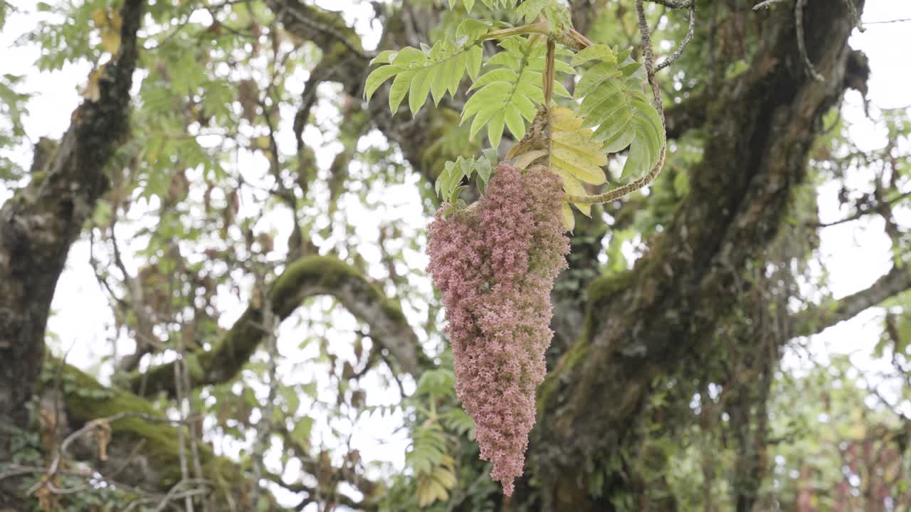 A medium shot of East African Redwood tree flower growing in Mount Kenya forest with the huge tree in the background