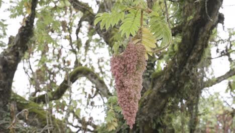 A-medium-shot-of-East-African-Redwood-tree-flower-growing-in-Mount-Kenya-forest-with-the-huge-tree-in-the-background