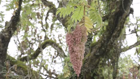 una toma media de la flor del árbol de secoya de áfrica oriental que crece en el bosque del monte kenia con el enorme árbol en el fondo