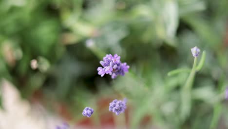 close-up of lavender flowers gently swaying