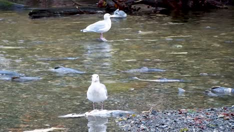 gaviotas comiendo salmón muerto en el río con salmón vivo moviéndose en el fondo