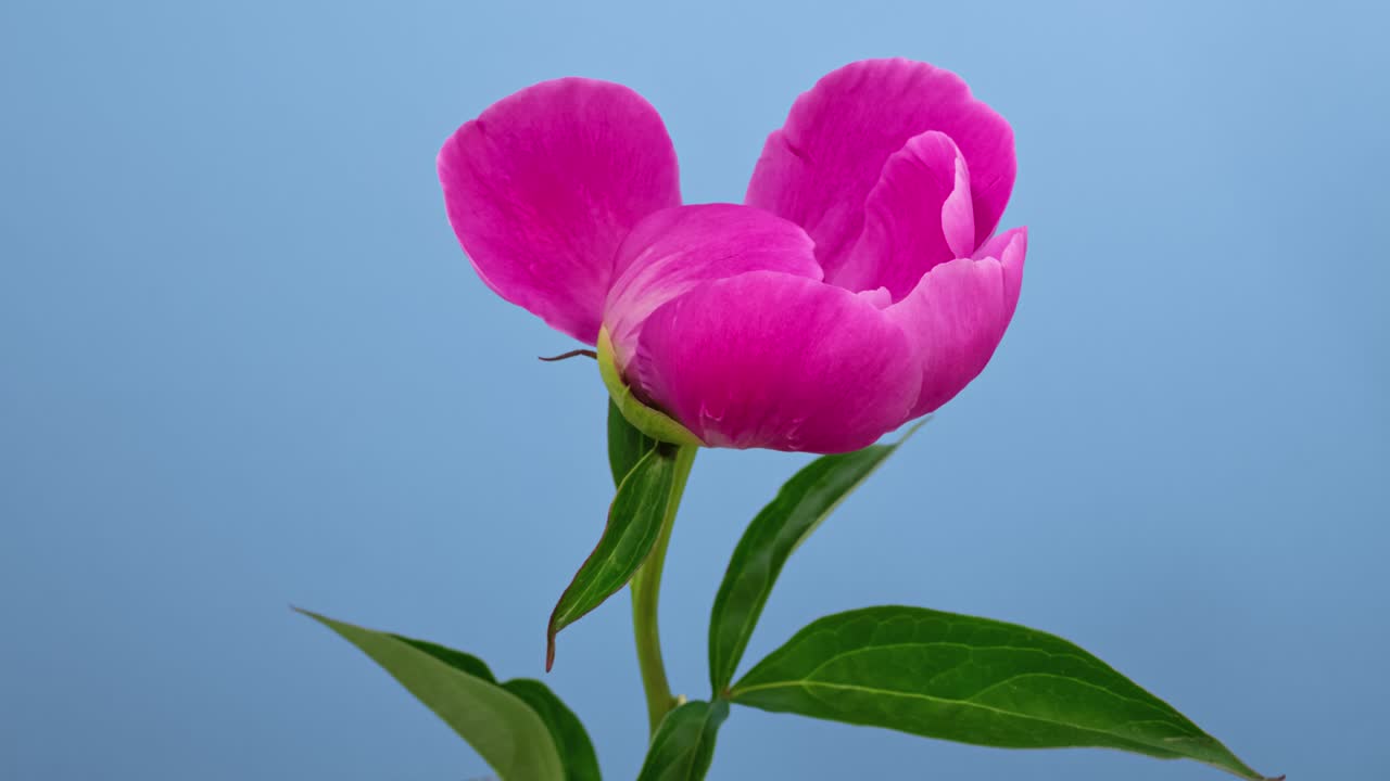 파란색 배경에 고립된 맥로 타임 스 꽃이 꽃을 피우고 있습니다.