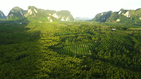 Aerial-of-Oil,-coconut-palmtree-plantations-surrounded-by-rainforest