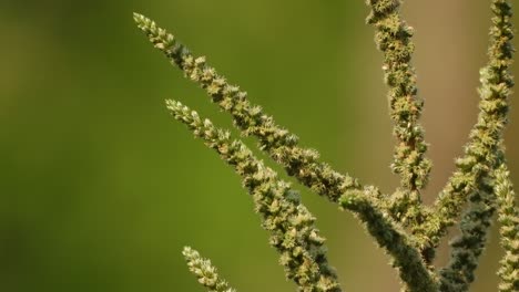 Amaranth-Blatt-Samen---Hintergrund-