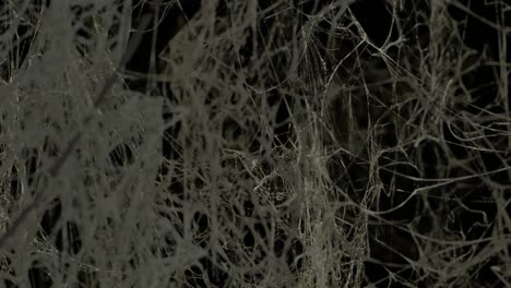 fly through endless spider webs. scary space, horror, halloween background. the video is in a loop.