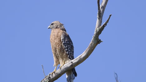 red-shouldered hawk perched on a branch