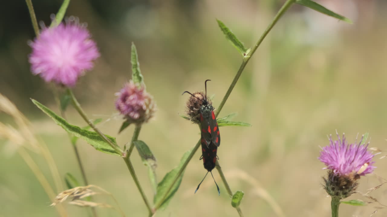 polillas burnett apareándose en cardo de flores silvestres rosas en la pradera