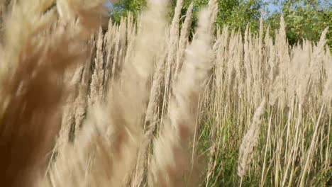 Pov-Begehe-Durch-Langes-Wiegendes-Gras