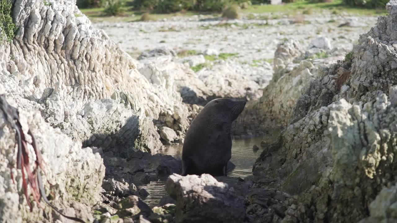 Seal on Rocky Coastline