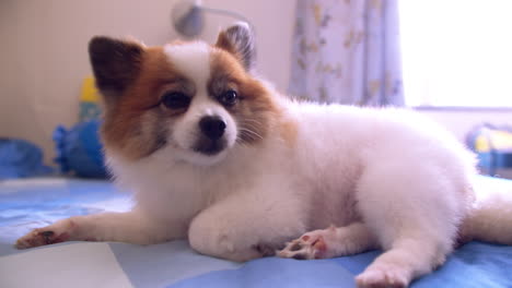 cute dog with adorable eyes and a playful tongue